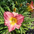 Hemerocallis 'Honorata'