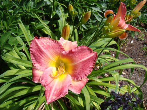 Hemerocallis 'Honorata'