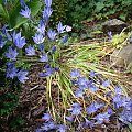 Brodiaea laxa 'Koningin Fabiola'