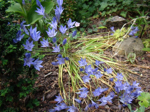 Brodiaea laxa 'Koningin Fabiola'