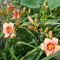 Hemerocallis 'Strawberry Candy