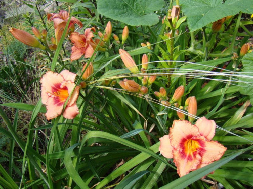 Hemerocallis 'Strawberry Candy