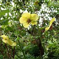 Verbascum blattaria