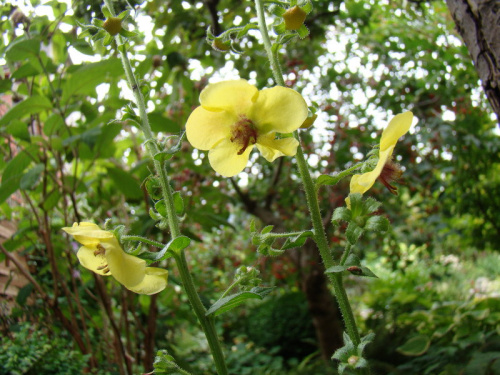 Verbascum blattaria