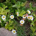 Erigeron karvinskianus