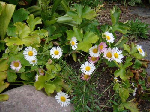 Erigeron karvinskianus