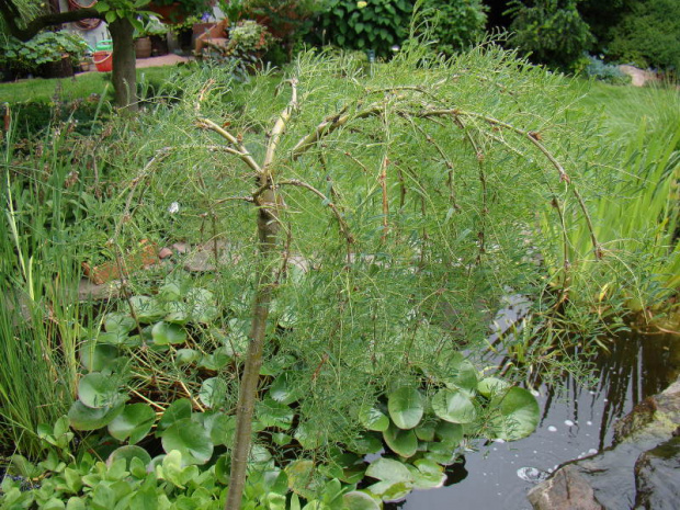 Caragana arborescens 'Walker'