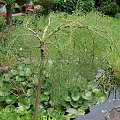 Caragana arborescens 'Walker'