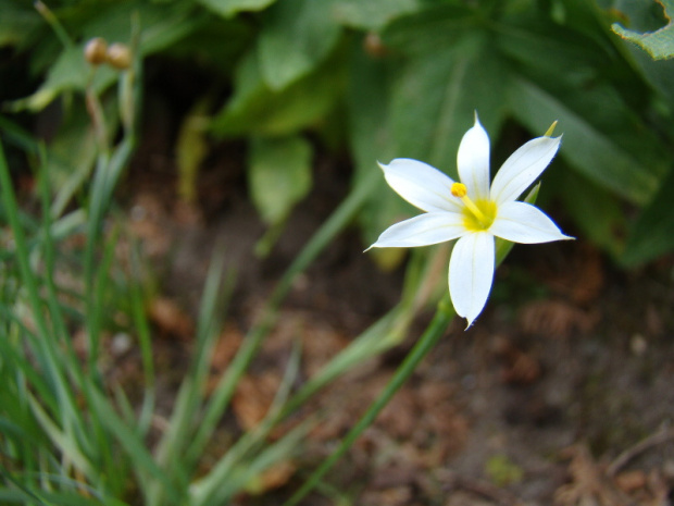 Sisyrinchium angustifolium