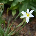 Sisyrinchium angustifolium