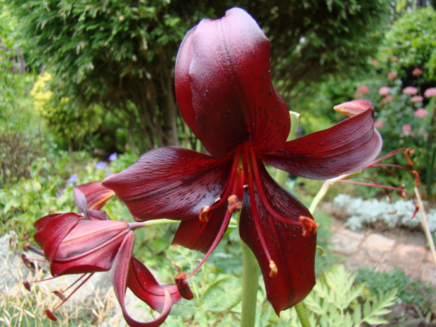 Lilium 'Night Flyer'