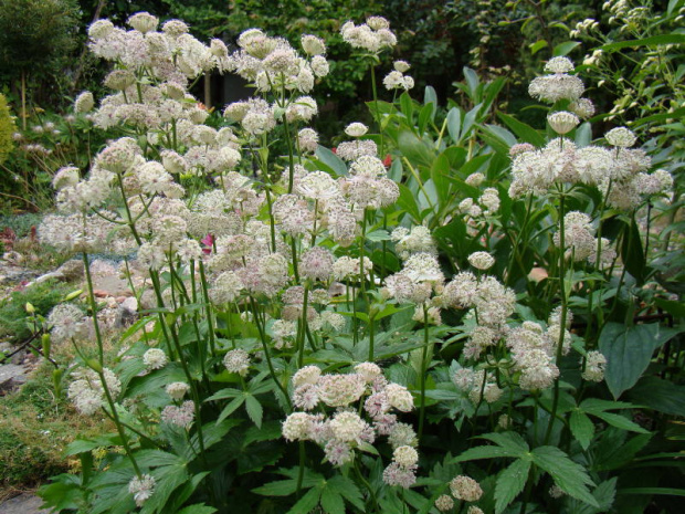 Astrantia major