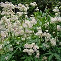 Astrantia major