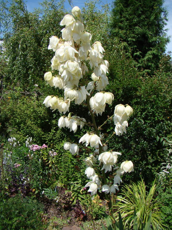 Yucca filamentosa