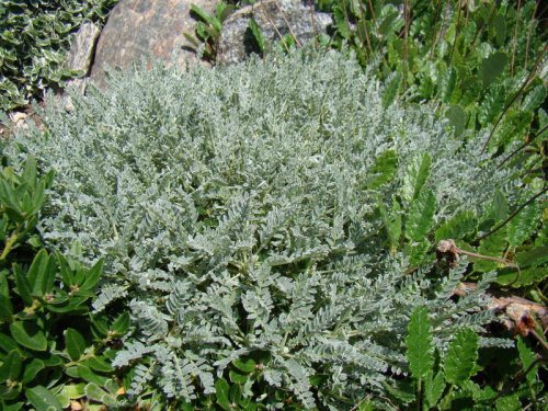 Astragalus angustifolius