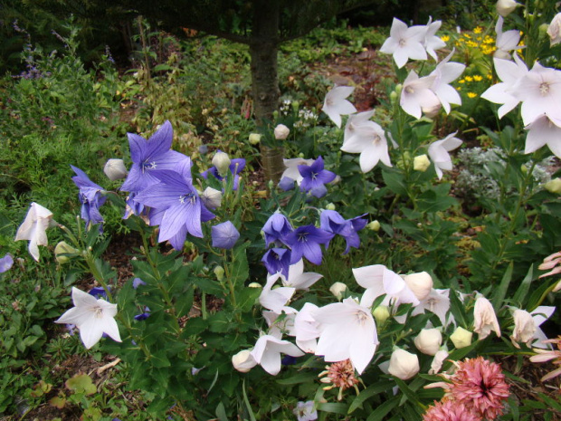 Platycodon grandiflorus mix