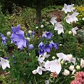 Platycodon grandiflorus mix