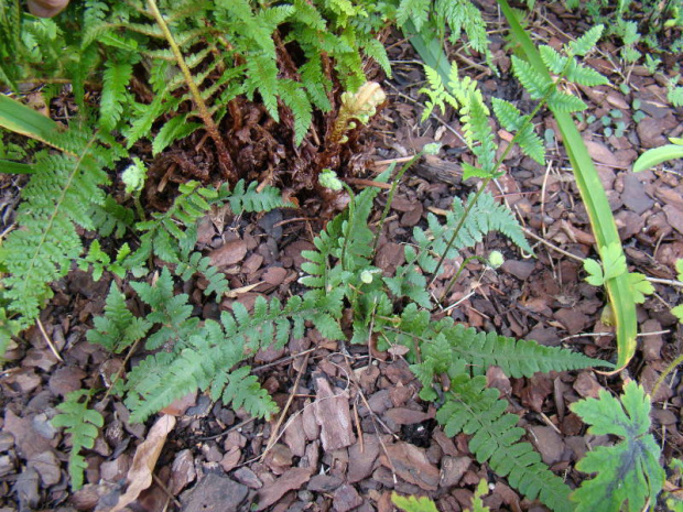 Lunathyrium angustata