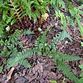 Lunathyrium angustata