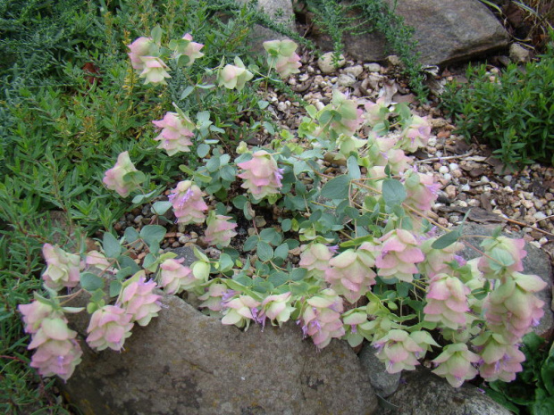 Origanum rotundifolium 'Kent Beauty'