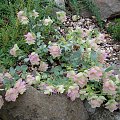 Origanum rotundifolium 'Kent Beauty'