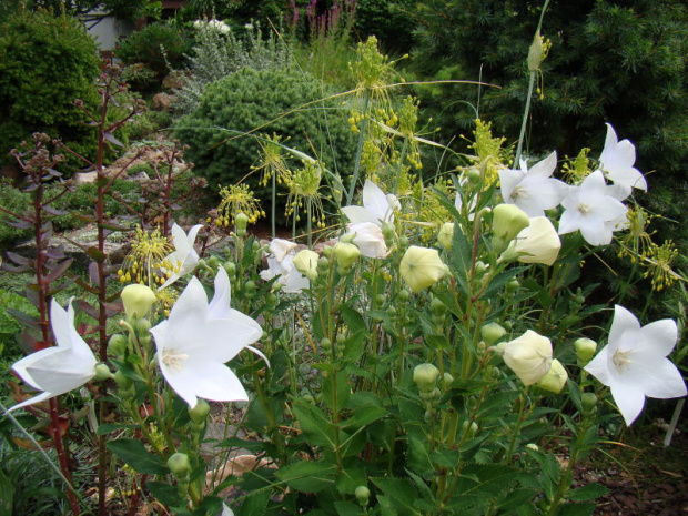 Platycodon grandiflorus 'Astra White'