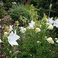 Platycodon grandiflorus 'Astra White'