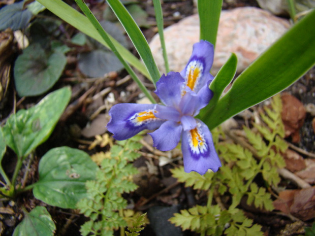 Iris cristata