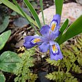 Iris cristata