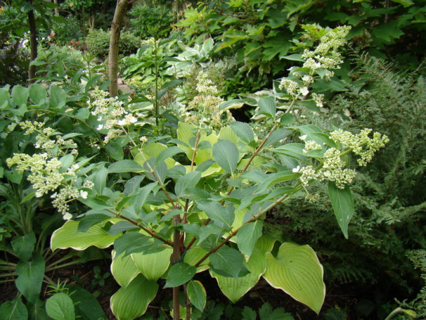 Hydrangea paniculata