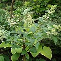 Hydrangea paniculata