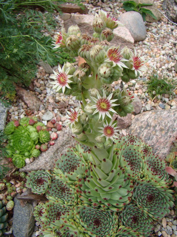 Sempervivum sp