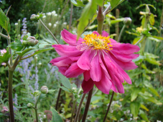 Anemone hupehensis var. japonica 'Pamina'