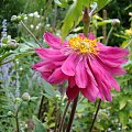 Anemone hupehensis var. japonica 'Pamina'