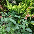 Salvia splendens 'Van-Houttei'