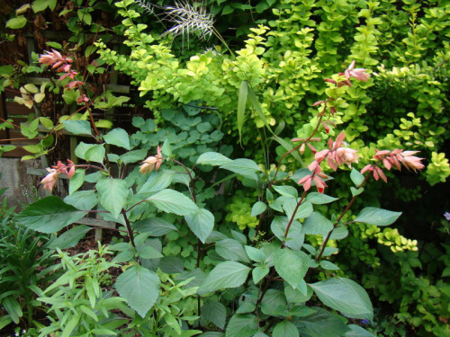 Salvia splendens 'Van-Houttei'