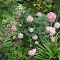 Hydrangea arborescens 'Ncha1' INVINCIBELLE ® SPIRIT