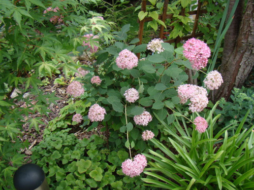 Hydrangea arborescens 'Ncha1' INVINCIBELLE ® SPIRIT