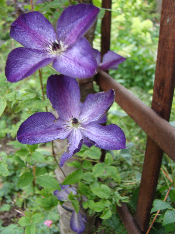 Clematis 'Venosa Violacea'