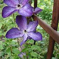 Clematis 'Venosa Violacea'