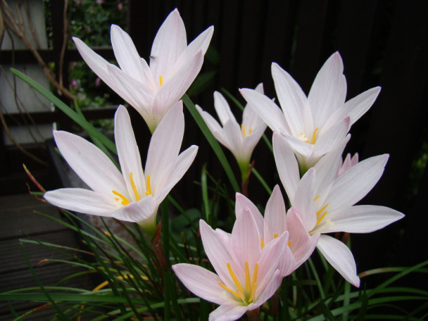 Zephyranthes candida