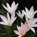 Zephyranthes candida