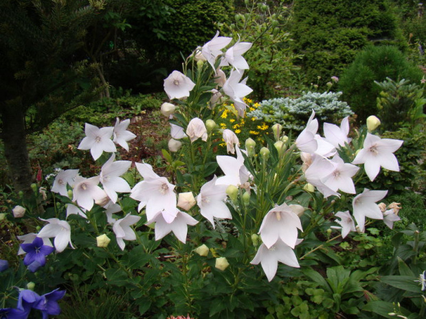 Platycodon grandiflorus