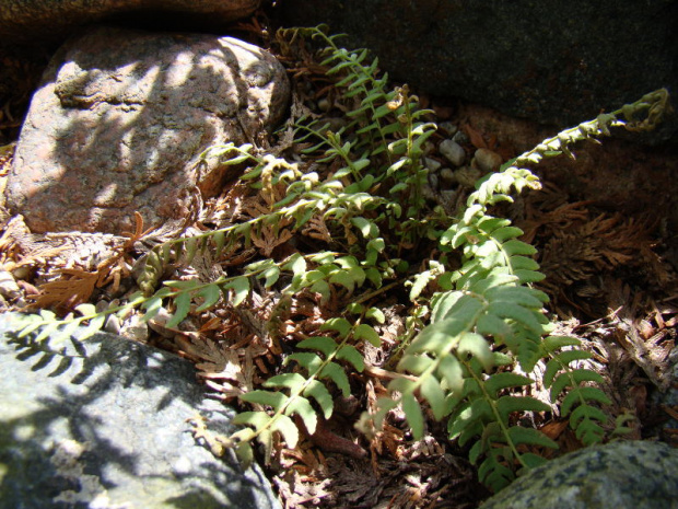 Woodsia scopulina