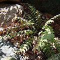 Woodsia scopulina