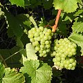 Gyongyriesling