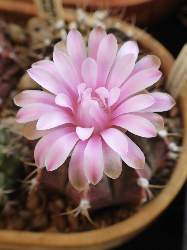 Gymnocalycium friedrichii var. piraretaense