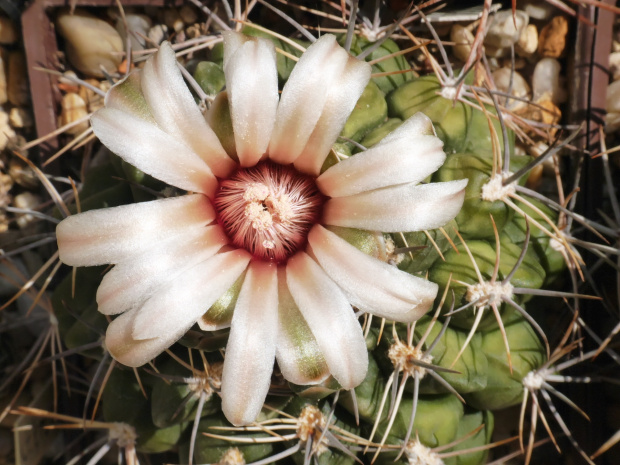 Gymnocalycium bicolor