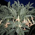 Brugmansia x candida f. variegata 'Maya