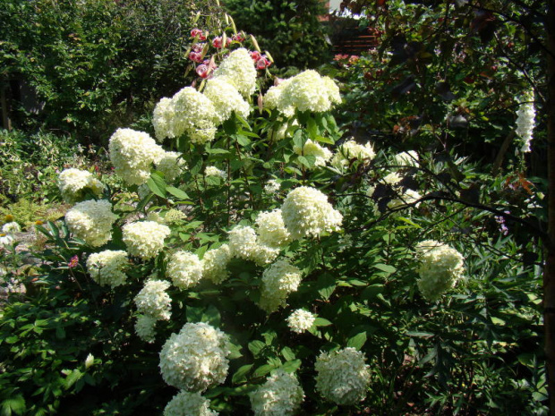 Hydrangea paniculata 'Limelight'